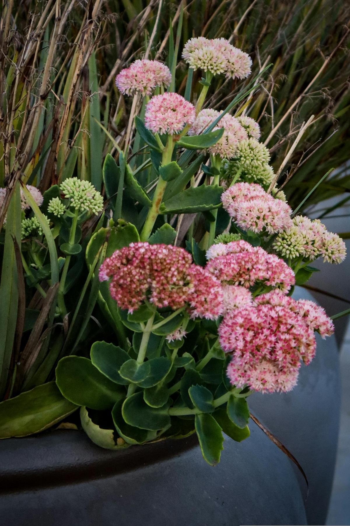 Vilka blommor att plantera på kyrkogården för att blomstra hela sommaren / foto pexels.com