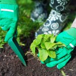 När ska man plantera jordgubbar på hösten för att plocka