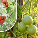 Två hundra gram och de är mogna: en grönsaksodlare delade